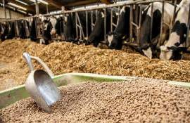 Несмотря на вызовы: FEFAC ожидает рост производства кормов в ЕС - agroexpert.md