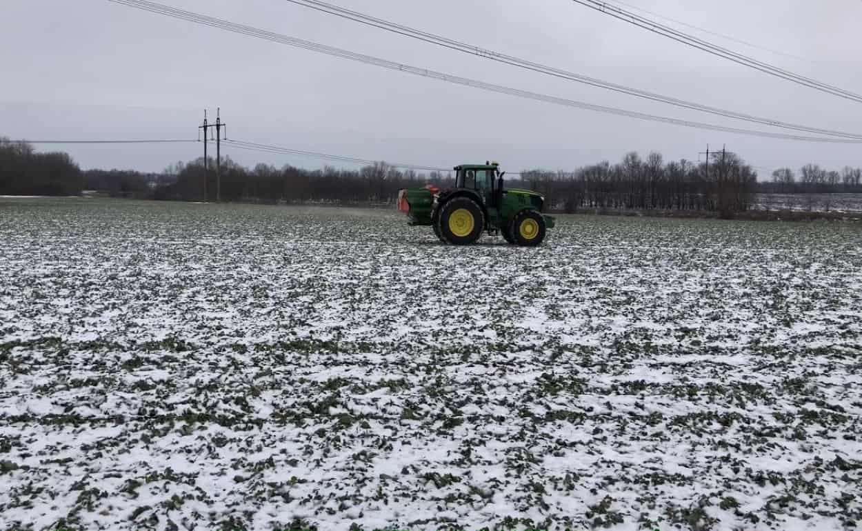 Питание рапса в зимний период. Стоит ли вносить калий в декабре? - agroexpert.md