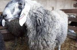 berbeci importați din România - agroexpert.md