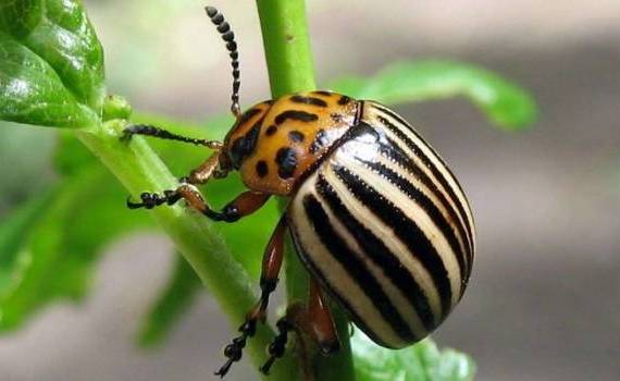 Великобритания объявила об искоренении колорадского жука - agroexpert.md