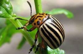 Великобритания объявила об искоренении колорадского жука - agroexpert.md