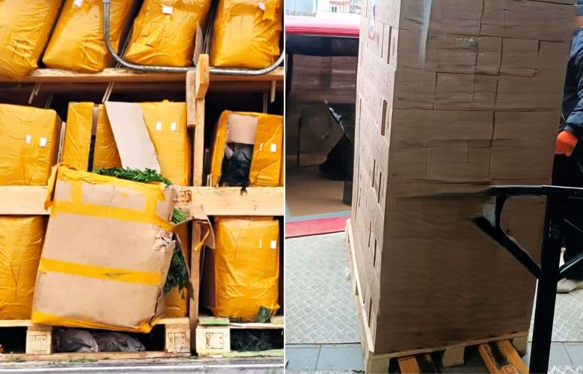 ANSA пресекла ввоз небезопасных продуктов: укроп, петрушка, чай - agroexpert.md