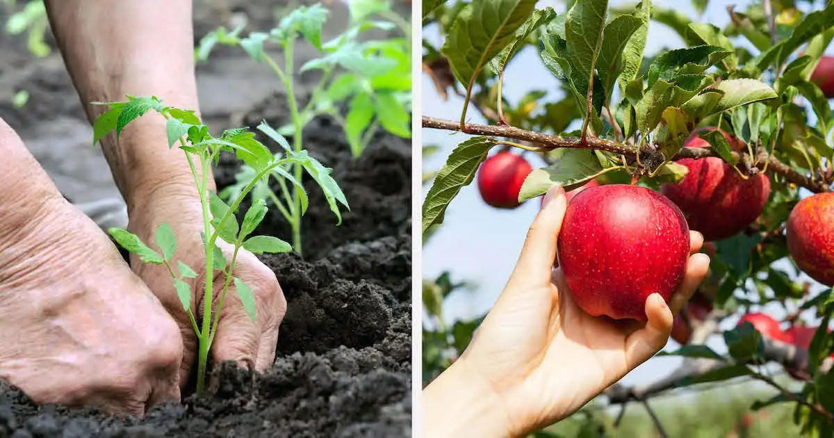 Moldova Agroindbank запускает Кампанию в поддержку сельхозпроизводителей «Primăvara 2020»