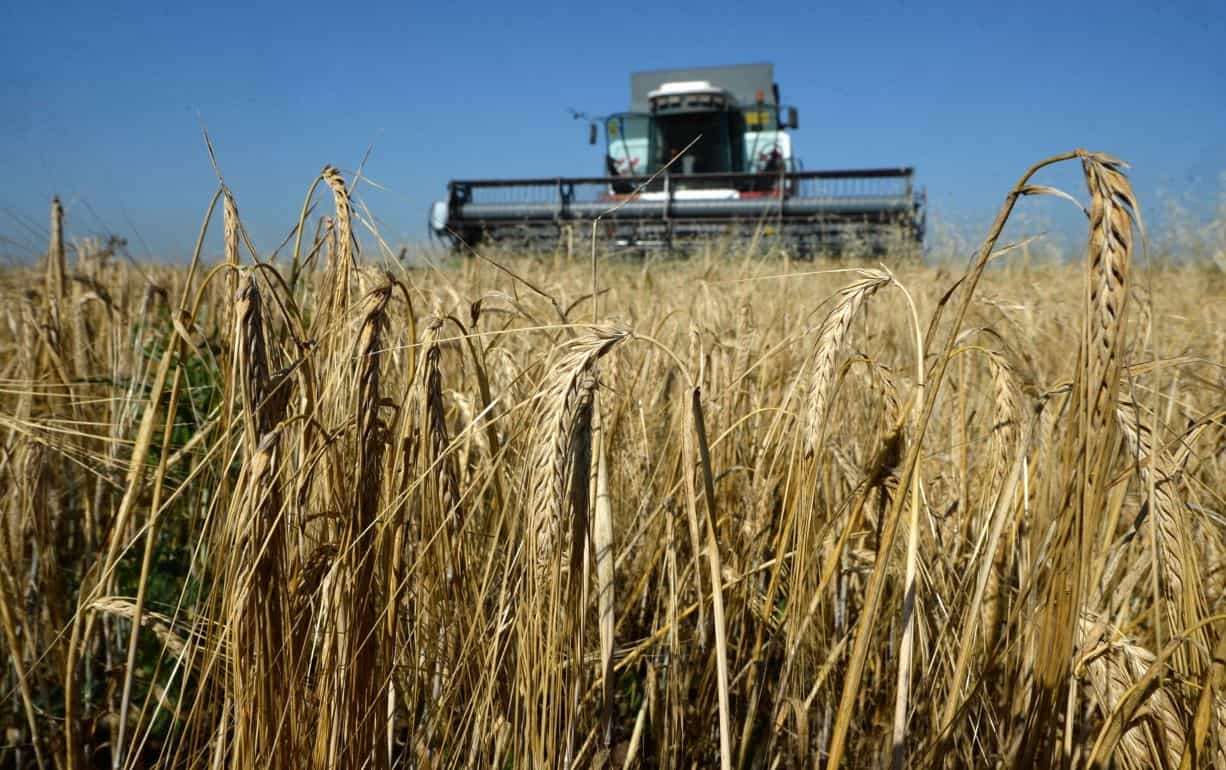 Европа: производство мягкой пшеницы в 2026/27 МГ может сократиться - agroexpert.md