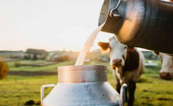 Subvenții pentru producția de lapte - agroexpert.md
