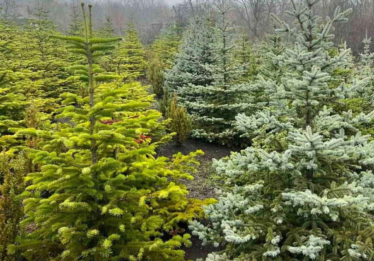 brazi Moldsilva - AGROEXPERT.MD