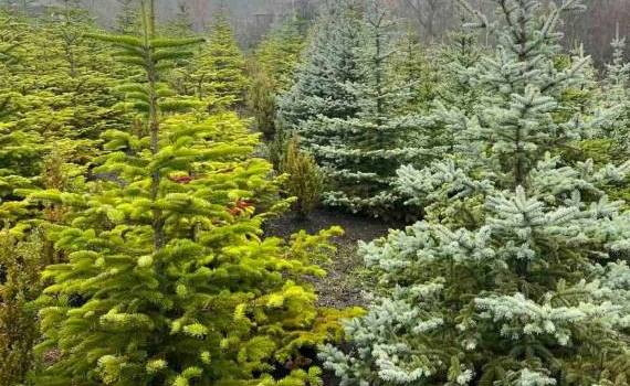 brazi Moldsilva - AGROEXPERT.MD