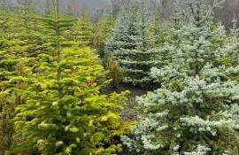 brazi Moldsilva - AGROEXPERT.MD