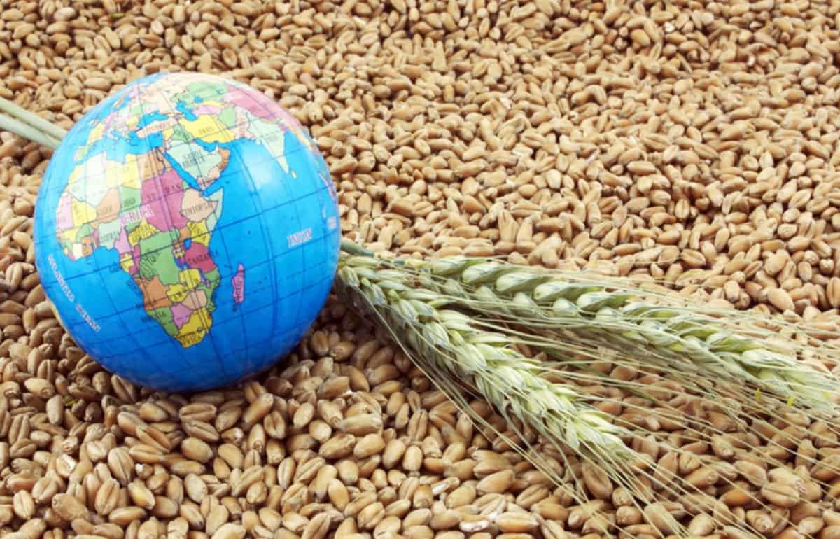 Мировые цены на зерно и масличные: пшеница и кукуруза выросли, соя упала - agroexpert.md