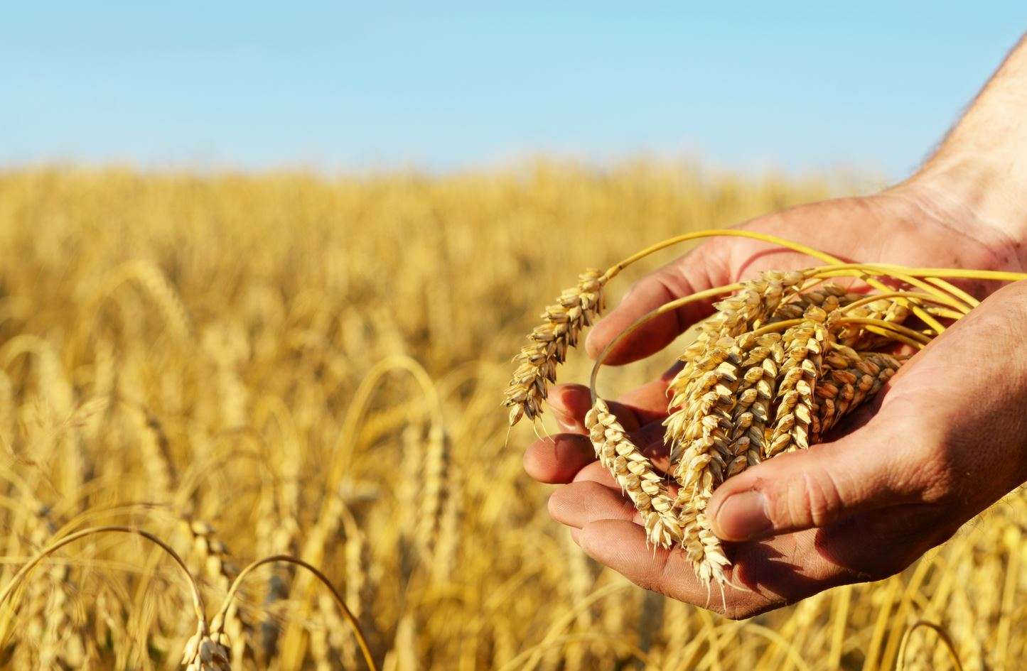 Prețurile grâului în R. Moldova - agroexpert.md