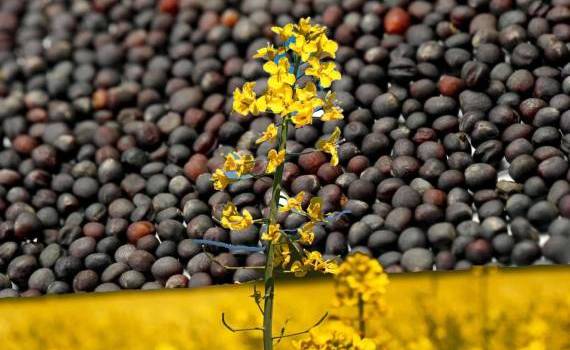 Prețurile la rapiță în R. Moldova, situația 20.12.2025  Pe segmentul oleaginoaselor, rapița confirmă aceeași dinamică de piață laterală, cu presiuni descendente vizibile atât la nivel european, cât și în Bazinul Mării Negre, cu impact dire