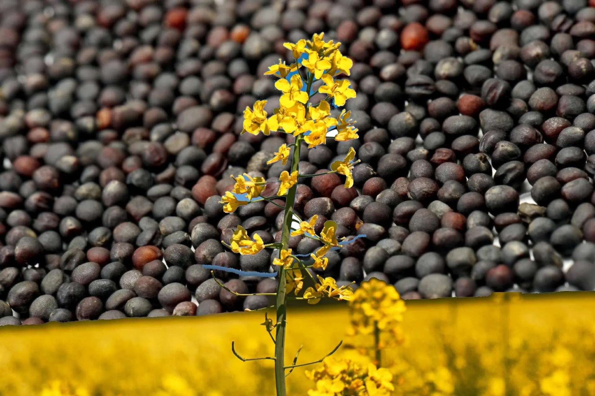 Prețurile la rapiță în R. Moldova, situația 20.12.2025  Pe segmentul oleaginoaselor, rapița confirmă aceeași dinamică de piață laterală, cu presiuni descendente vizibile atât la nivel european, cât și în Bazinul Mării Negre, cu impact dire