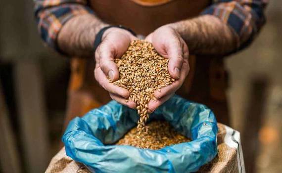 Agroexpert: Prețurile orzului în R. Moldova, situația 20.12.2025