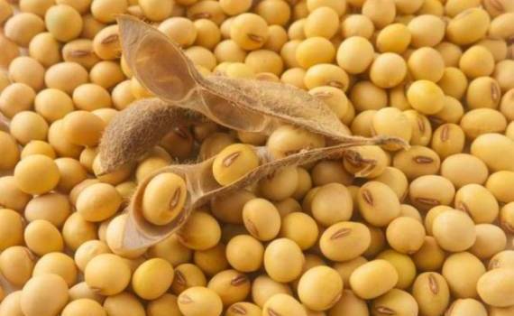 Китай намерен втрое сократить зависимость от импортной сои - agroexpert.md