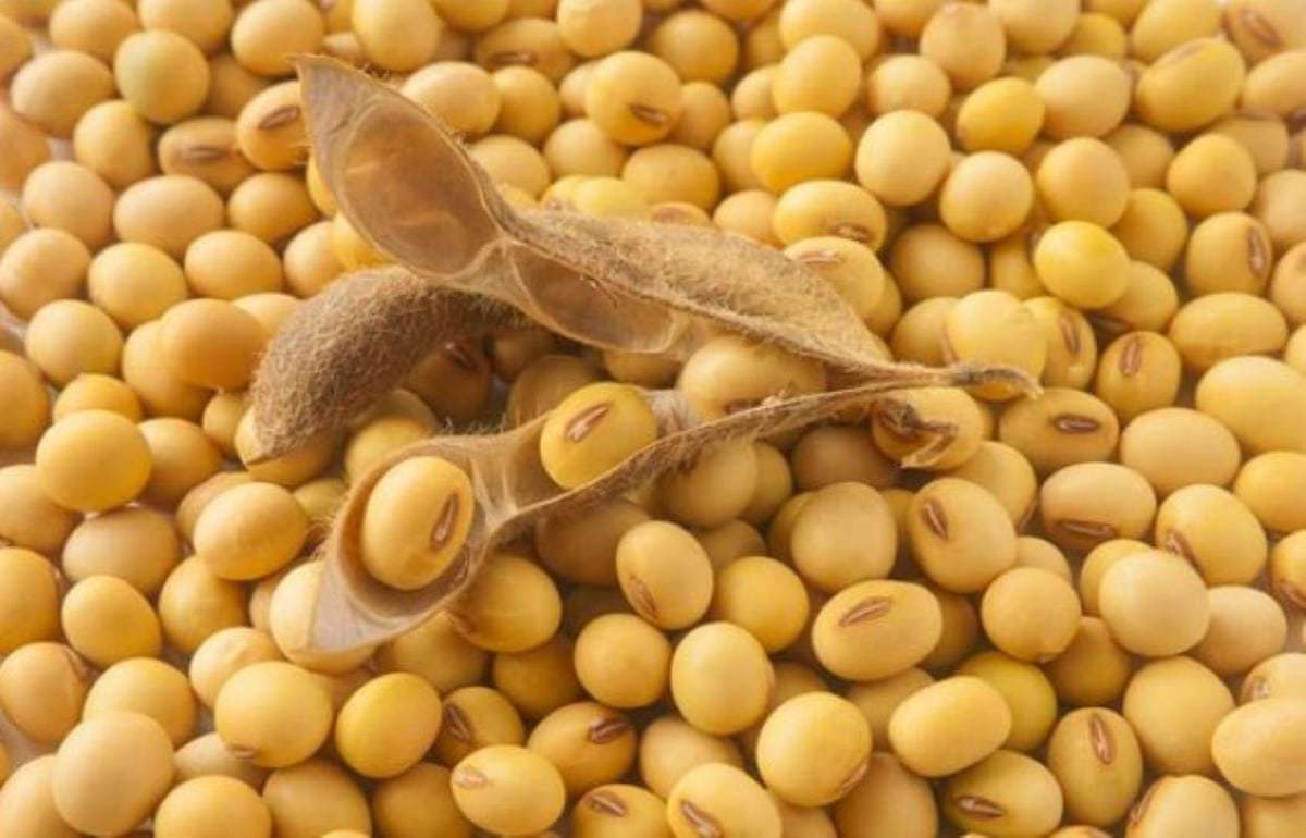Китай намерен втрое сократить зависимость от импортной сои - agroexpert.md