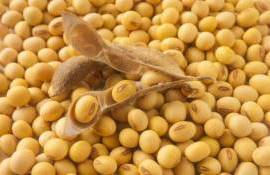 Китай намерен втрое сократить зависимость от импортной сои - agroexpert.md