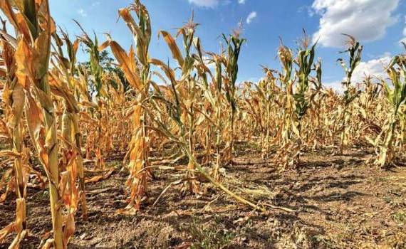 moratoriu fermieri Parlament - agroexpert.md