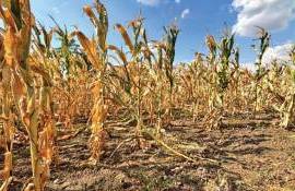 moratoriu fermieri Parlament - agroexpert.md