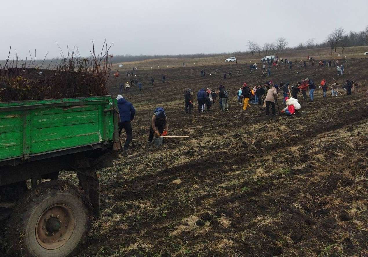 silvicultorii despre salcim- AGROEXPERT.MD