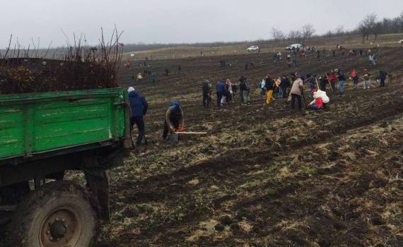 silvicultorii despre salcim- AGROEXPERT.MD