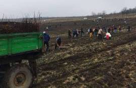 silvicultorii despre salcim- AGROEXPERT.MD