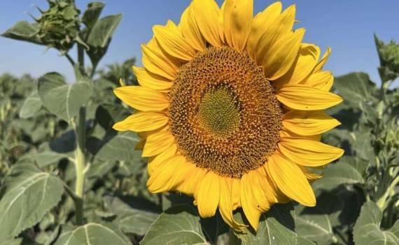 Украинские фермеры ищут прибыльную альтернативу подсолнечнику - agroexpert.md