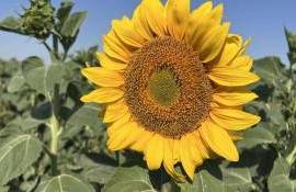 Украинские фермеры ищут прибыльную альтернативу подсолнечнику - agroexpert.md