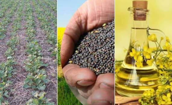 Импорт рапса в Болгарию стабилен, хотя внутренние посевы растут - agroexpert.md