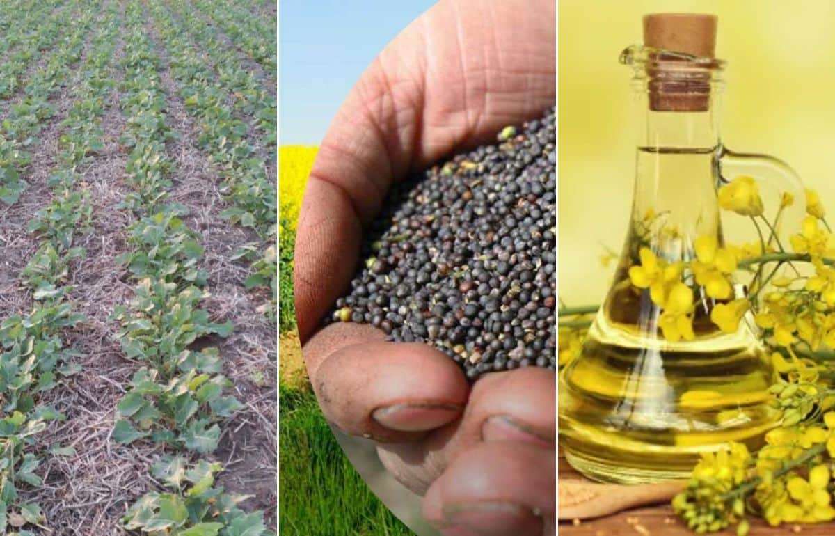 Импорт рапса в Болгарию стабилен, хотя внутренние посевы растут - agroexpert.md