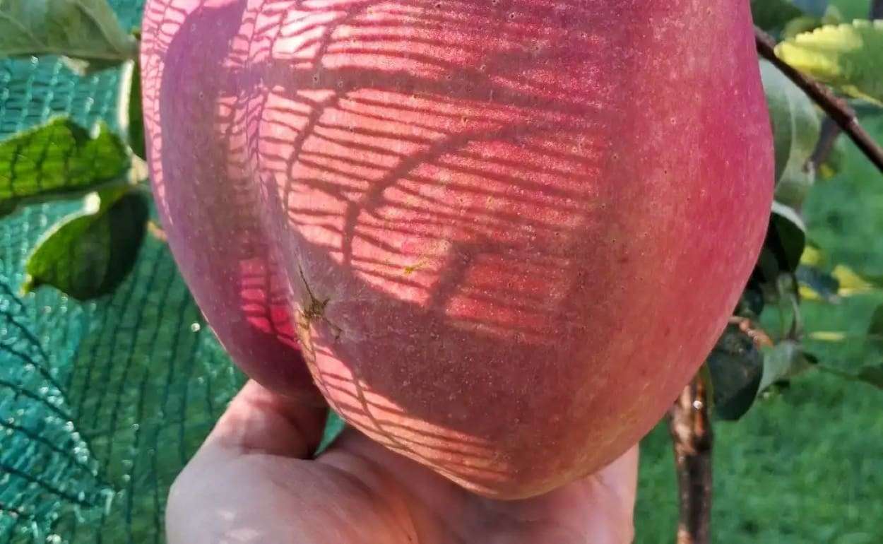 Садовод из Киева вырастил яблоко‑рекордсмен - agroexpert.md