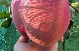 Садовод из Киева вырастил яблоко‑рекордсмен - agroexpert.md