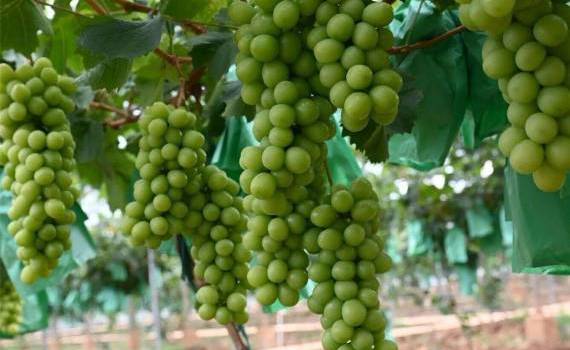 Китай стремительно наращивает экспорт столового винограда - agroexpert.md