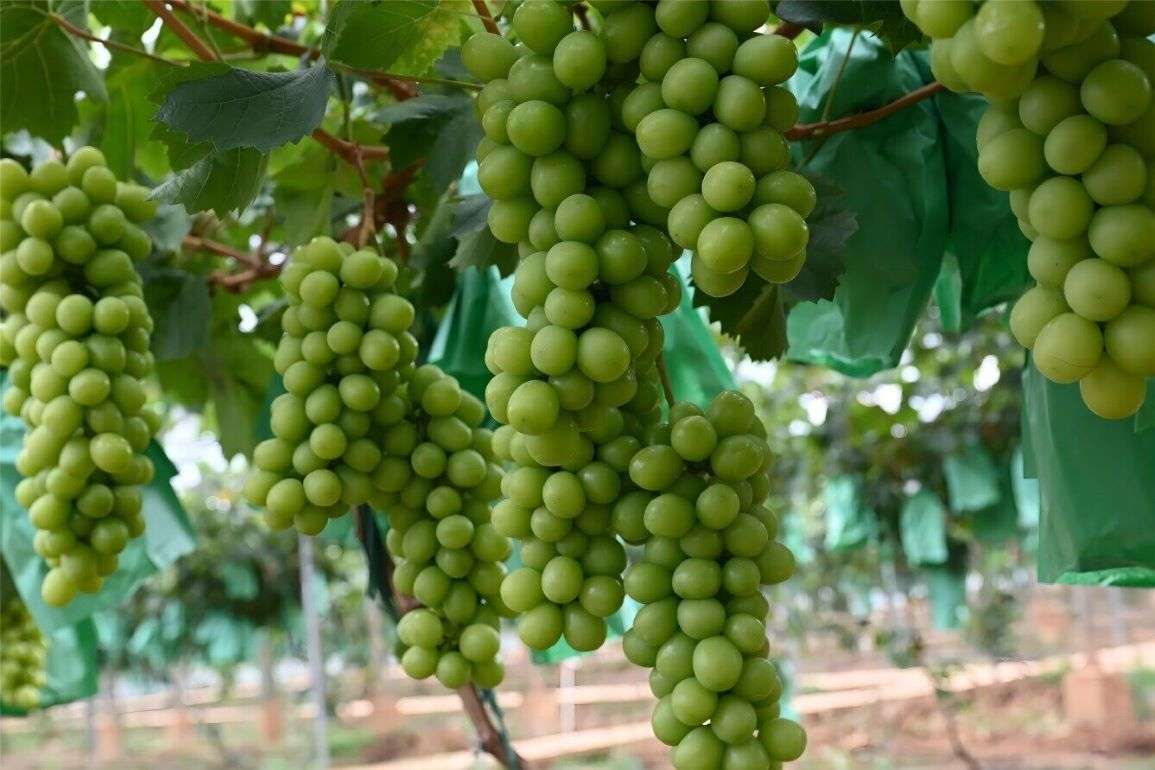 Китай стремительно наращивает экспорт столового винограда - agroexpert.md