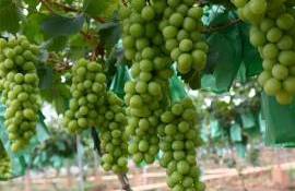 Китай стремительно наращивает экспорт столового винограда - agroexpert.md