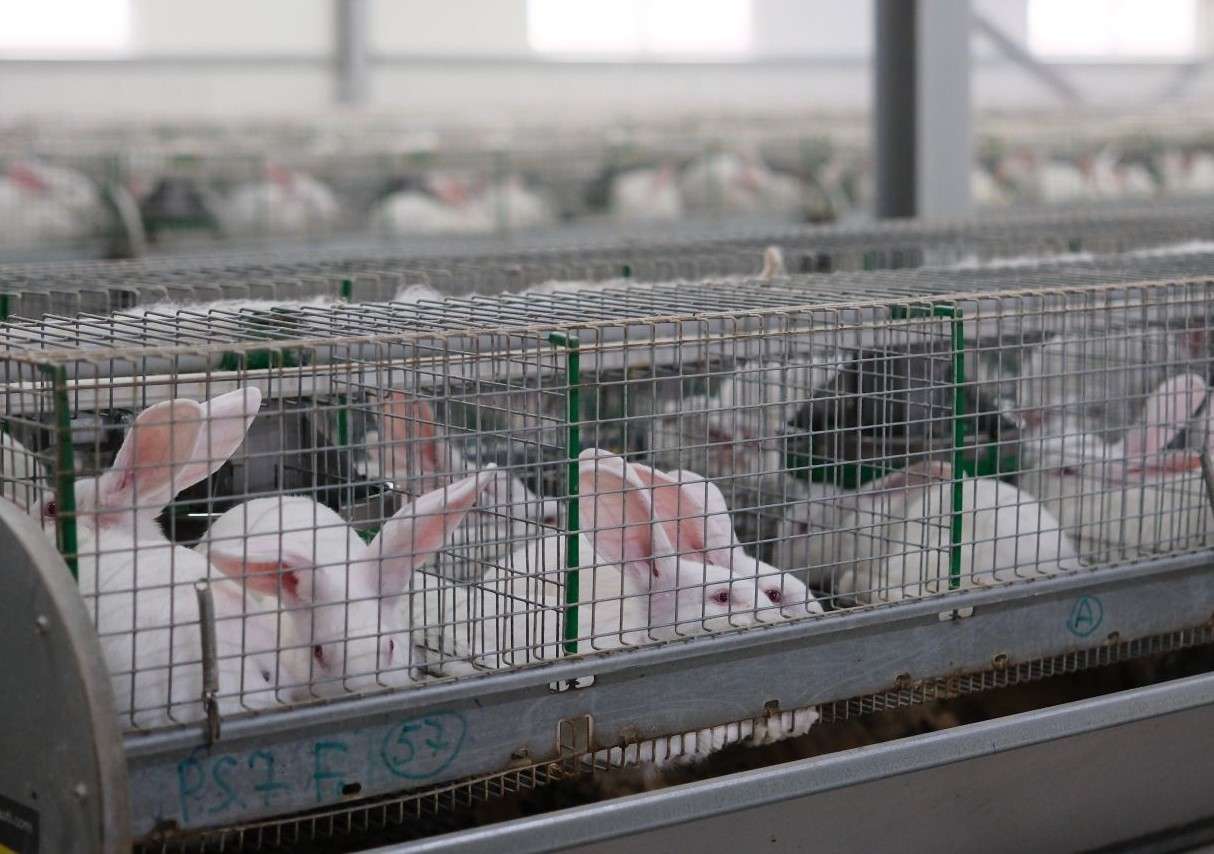 ferma de iepuri chetrosu - AGROEXPERT.MD