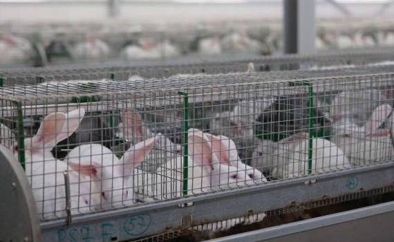 ferma de iepuri chetrosu - AGROEXPERT.MD