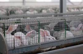 ferma de iepuri chetrosu - AGROEXPERT.MD