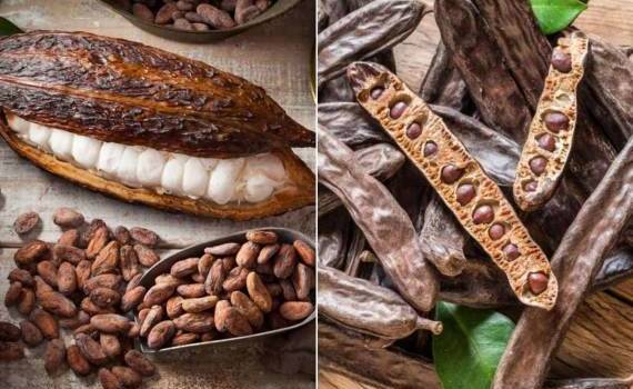 Ученые предложили альтернативу какао-бобам - agroexpert.md