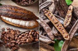 Ученые предложили альтернативу какао-бобам - agroexpert.md