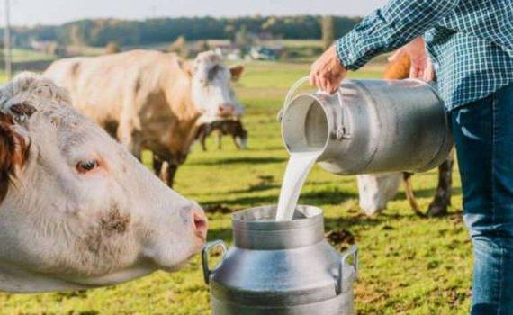 Bilanțul Asociației Producătorilor de Lapte și Produse Lactate - agroexpert.md