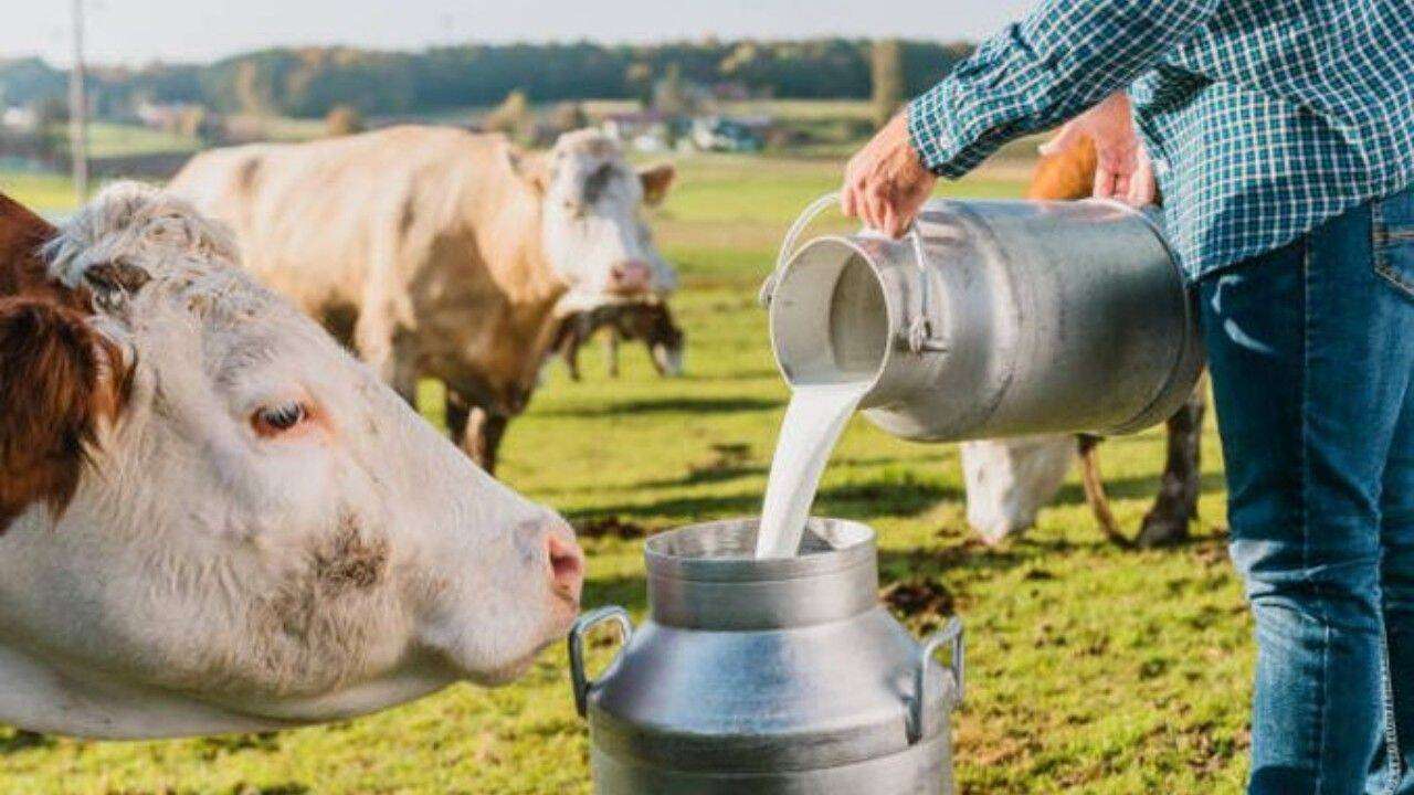 Bilanțul Asociației Producătorilor de Lapte și Produse Lactate - agroexpert.md