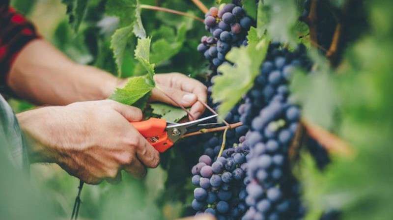 Bilanțul Asociației Producătorilor și Exportatorilor de Struguri - agroexpert.md