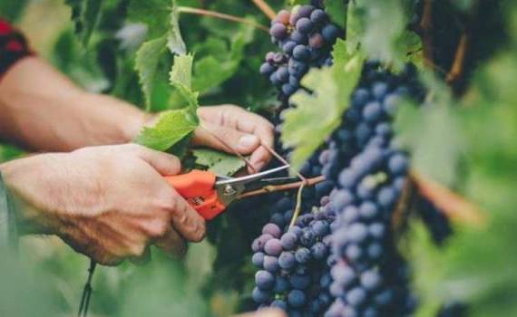 Bilanțul Asociației Producătorilor și Exportatorilor de Struguri - agroexpert.md