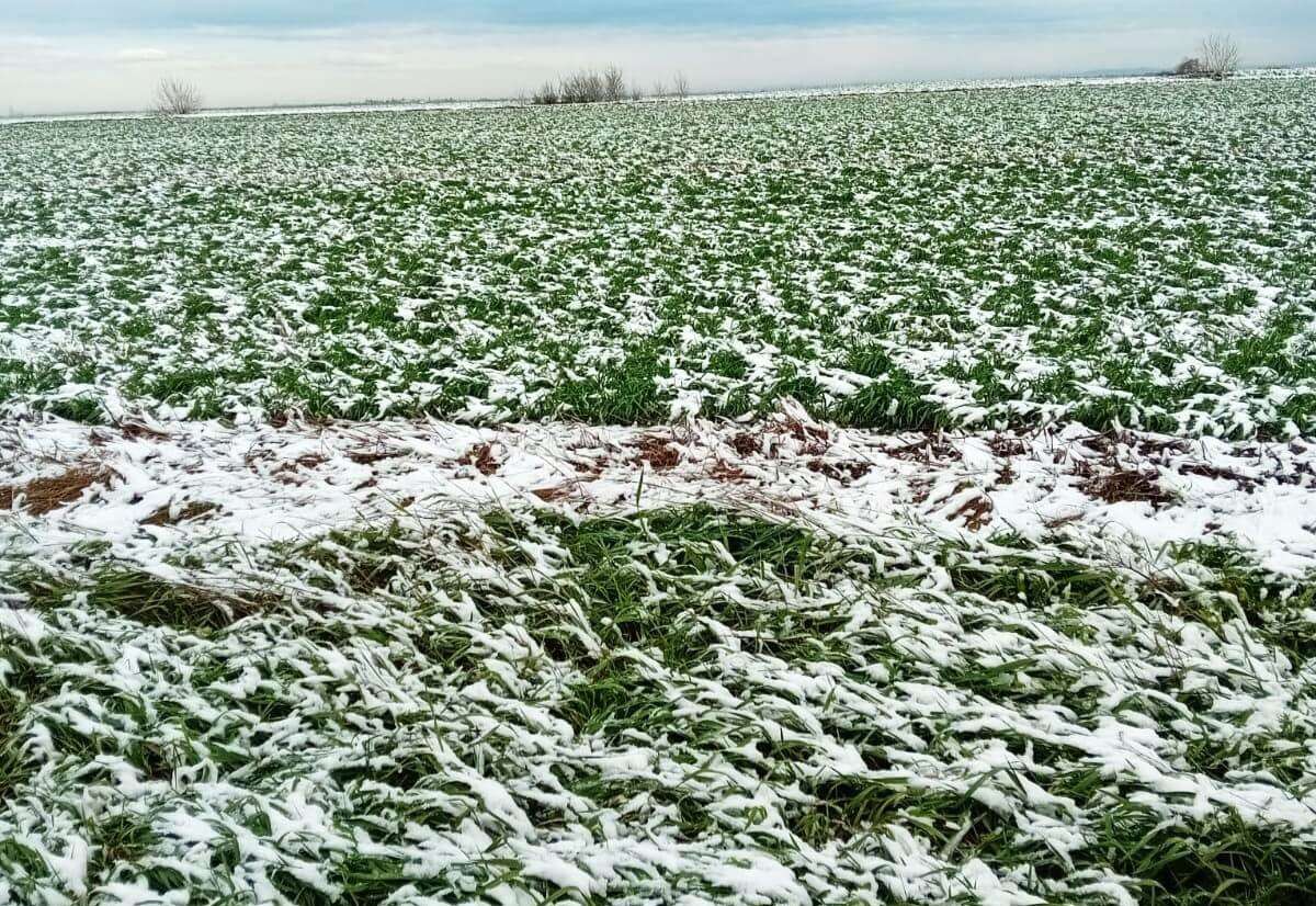 temperaturi negative- AGROEXPERT.MD