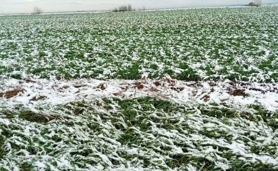 temperaturi negative- AGROEXPERT.MD