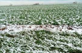 temperaturi negative- AGROEXPERT.MD