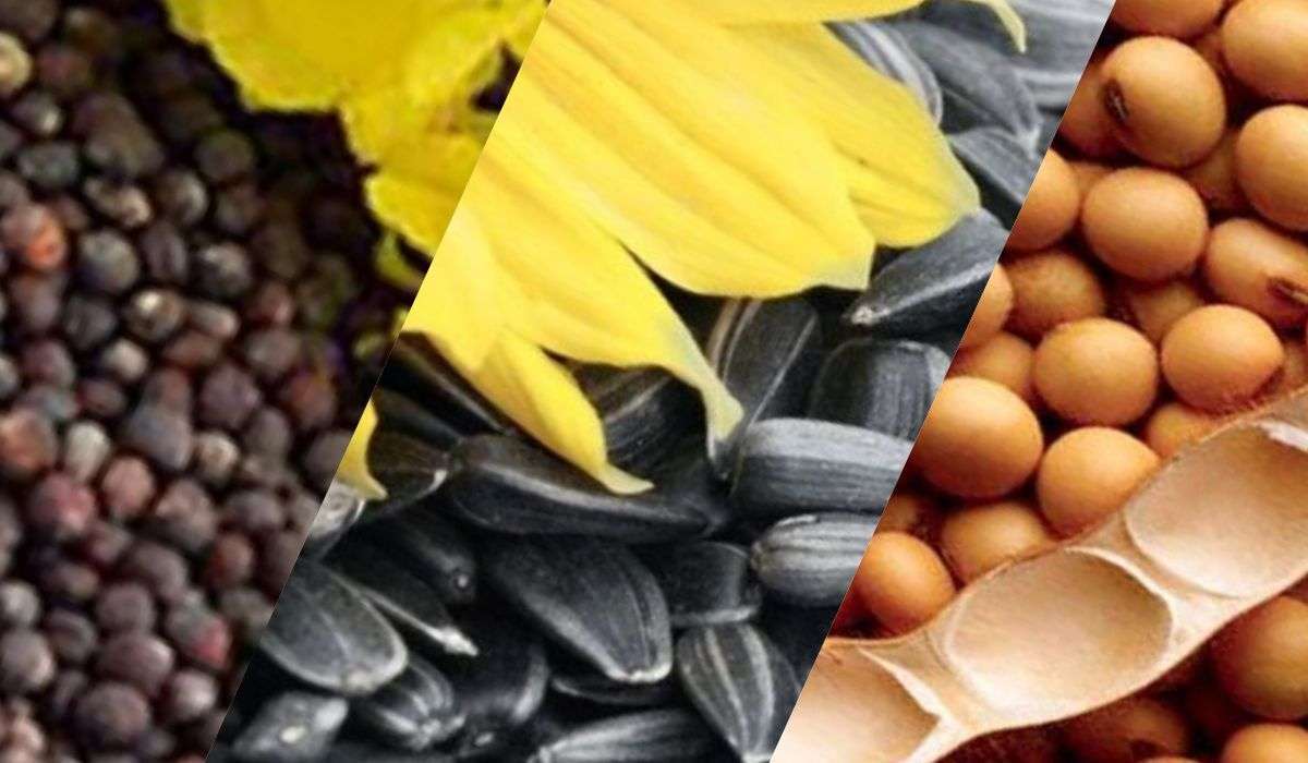 ЕС в 2025/26 МГ уменьшил импорт масличных и продуктов их переработки - agroexpert.md