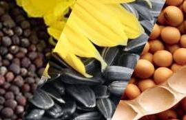 ЕС в 2025/26 МГ уменьшил импорт масличных и продуктов их переработки - agroexpert.md