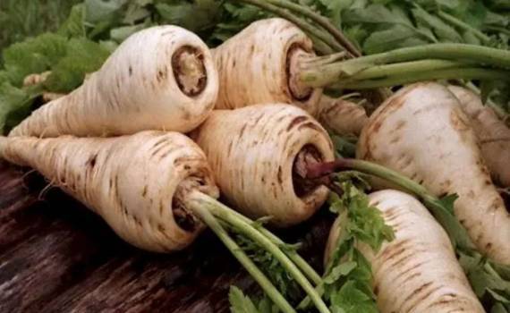 Мировой рынок пастернака: прогноз роста и ключевые факторы популярности - agroexpert.md