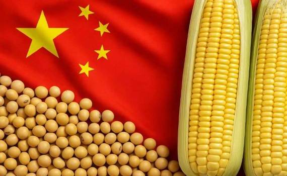 Зерновой рывок Китая: плюс 50 млн тонн зерна к 2030 году - agroexpert.md